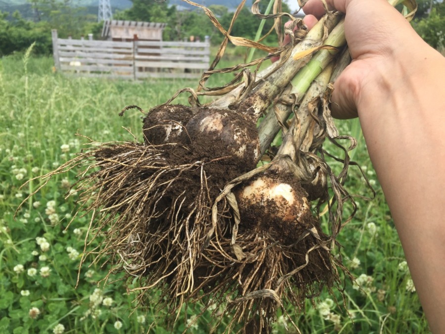 【祝】ニンニクの初収穫。