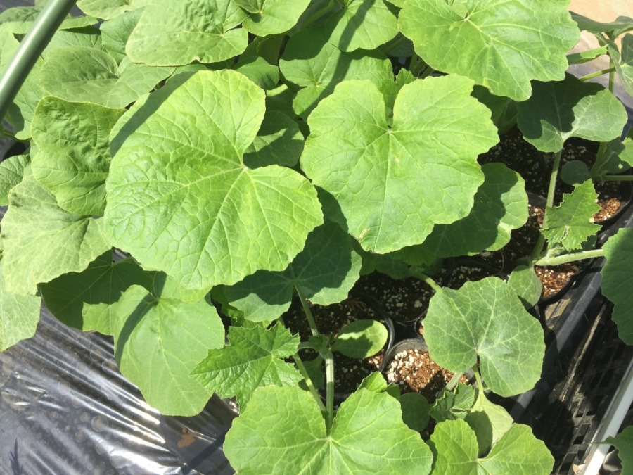 【夏野菜、始まります】プッチーニの苗植え準備完了。