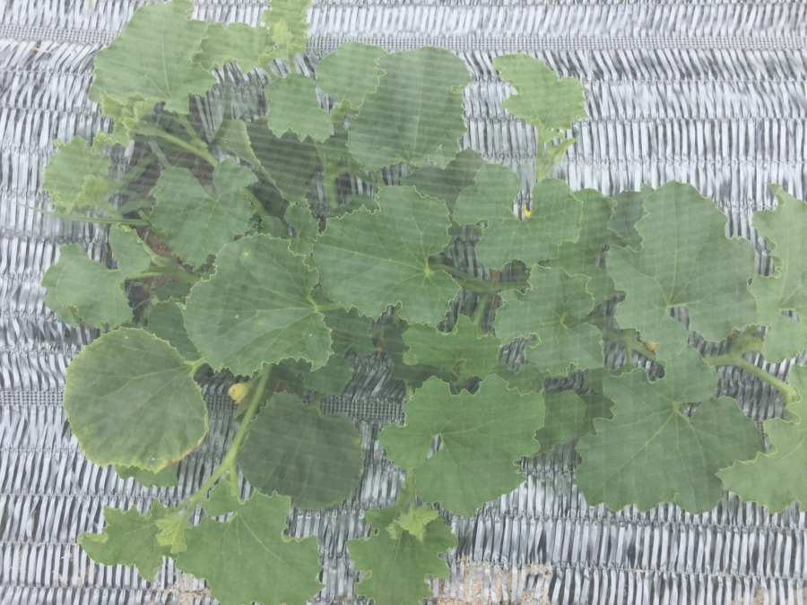 今日のメロン🍈順調ですね。