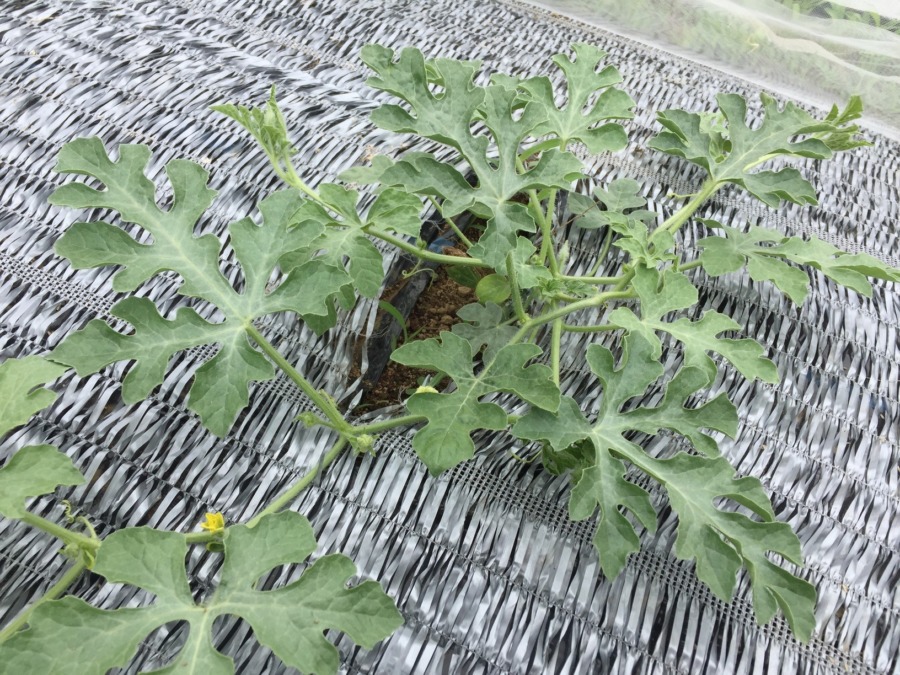 今日のスイカ。順調ですね。