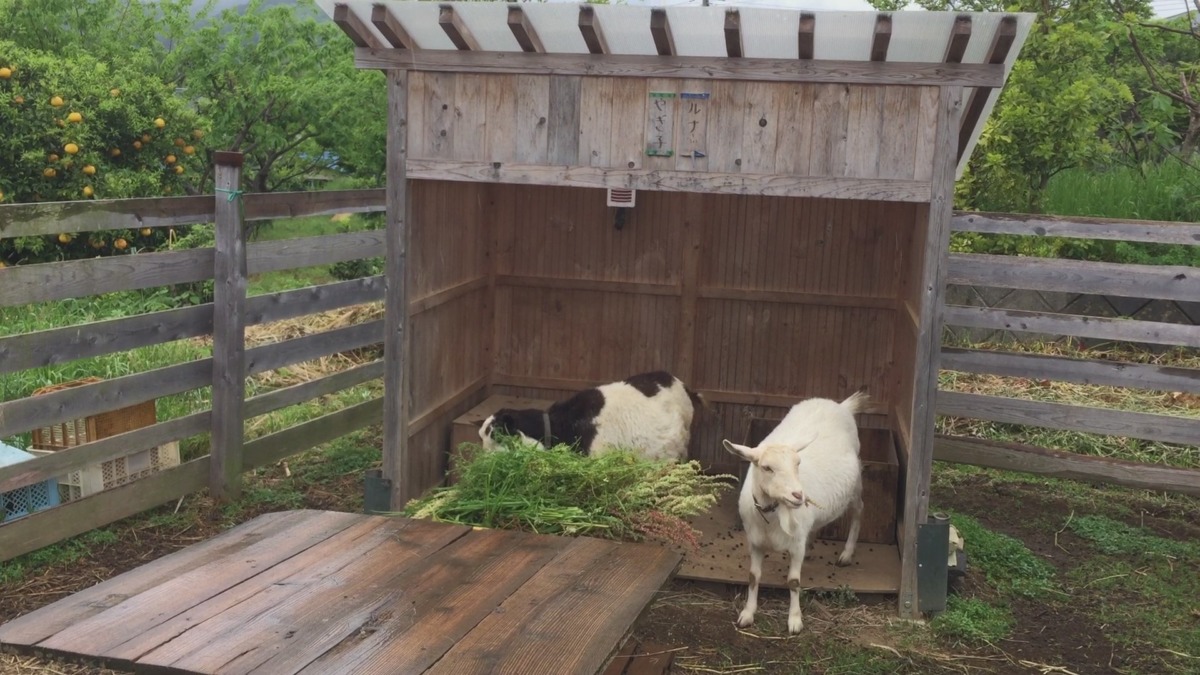 今朝は小雨だったyo。。。