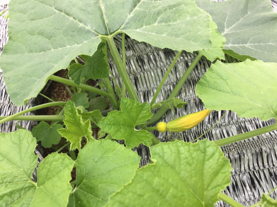 今日のかぼちゃ。おや、もう黄色いものが？