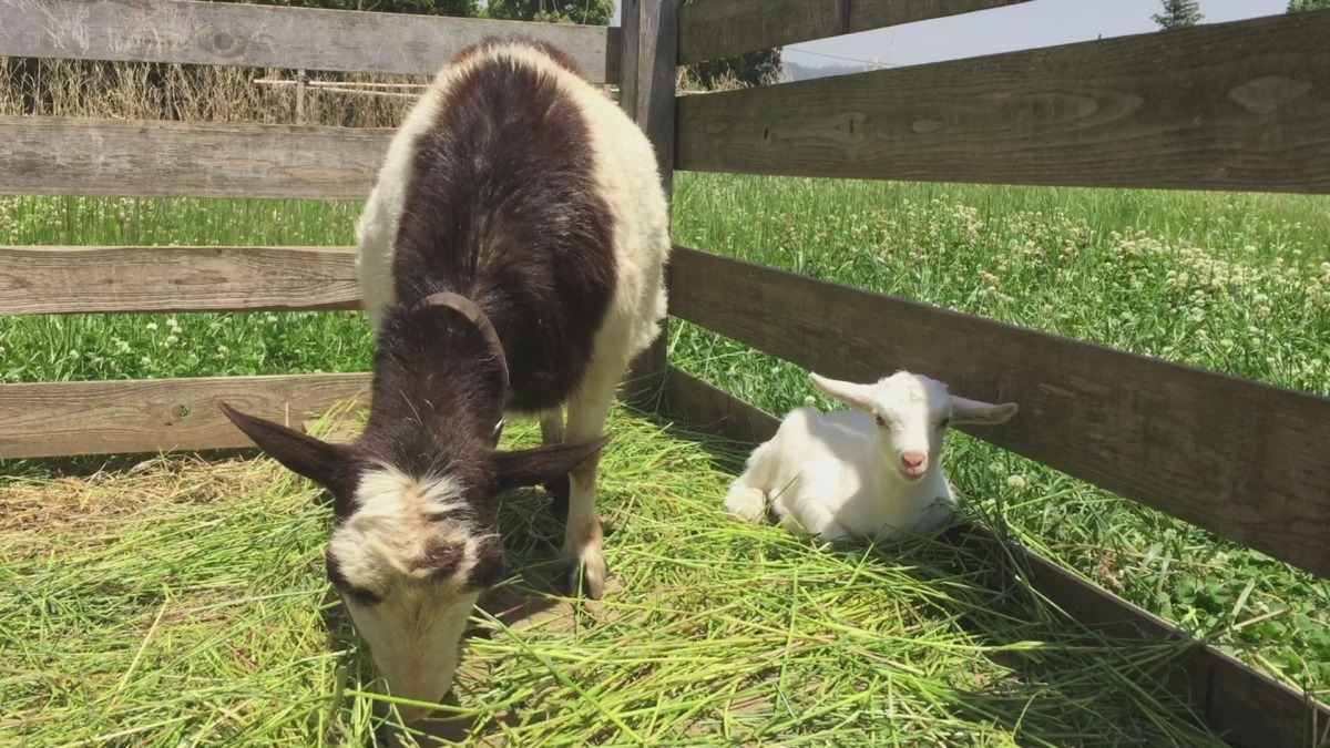 食べる母。横に鎮座する弟。