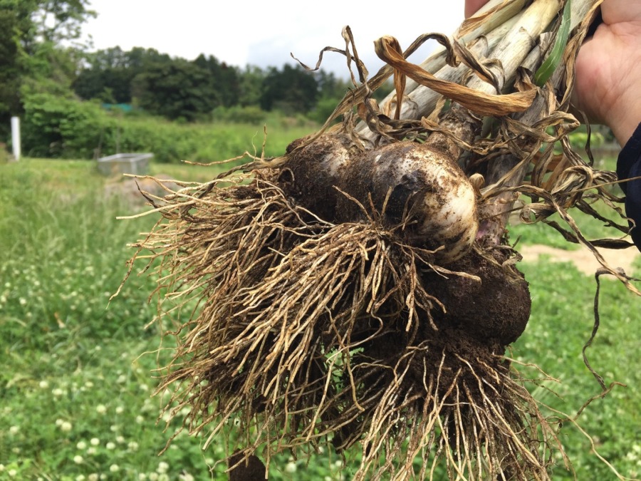 今日も収穫。にんにくです。