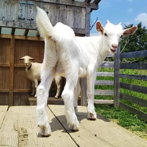 【大募集：アンケート・投票】わたしの赤ん坊の「お名前」何が良い？