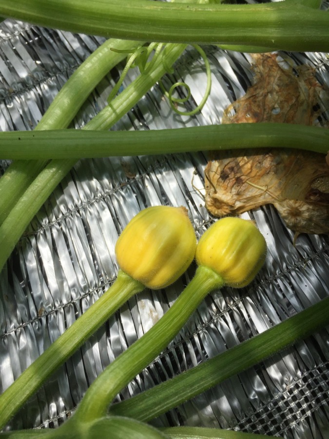 黄色ミニかぼちゃ『プッチーニ』の今。