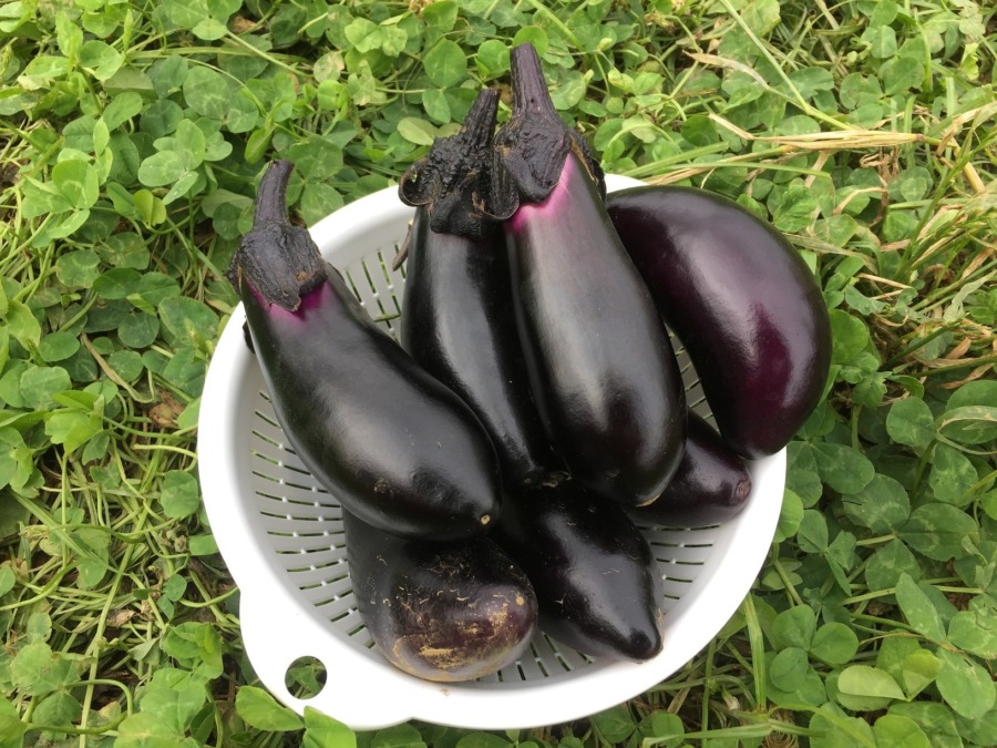 【祝】なすが収穫期を迎えましたm(_ _)m