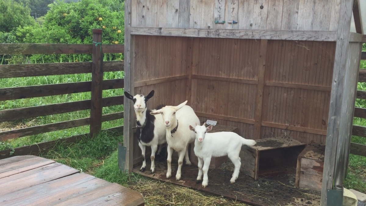 梅雨ですメ。雨の日の朝。