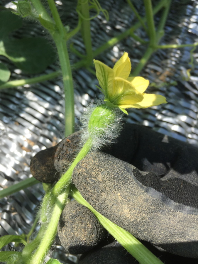 今日のすいかベイビ。