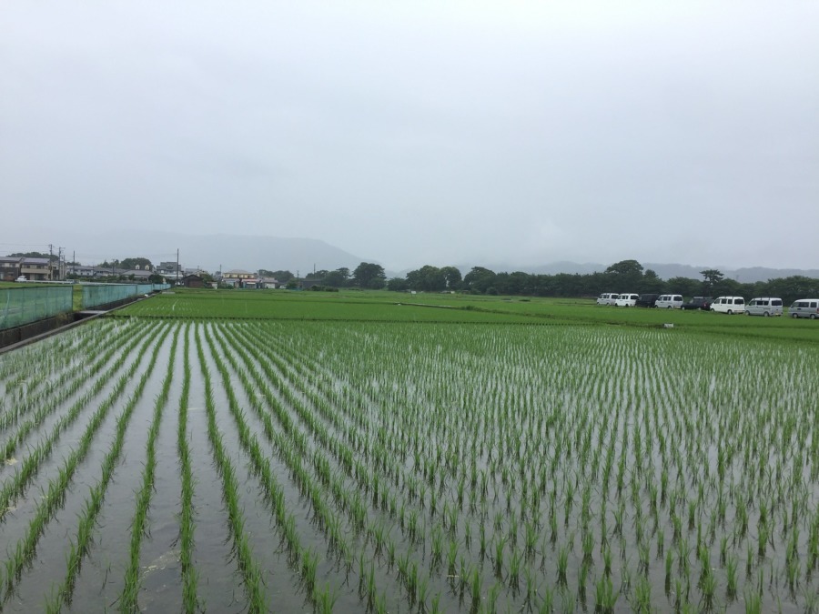 梅雨に入りました。水満杯の田んぼの様子。