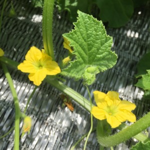 メロンのお花。綺麗な黄色。