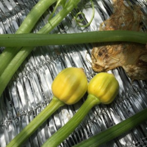 黄色ミニかぼちゃ『プッチーニ』の今。