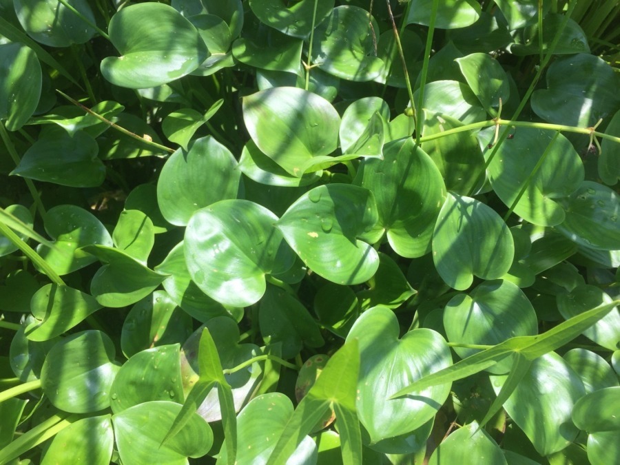 【受付開始】2020年夏|田んぼ草取り大競争!