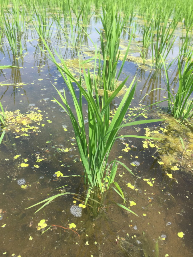 【今日の田んぼ】田植えから20日。一株一株が大きくなってきました。