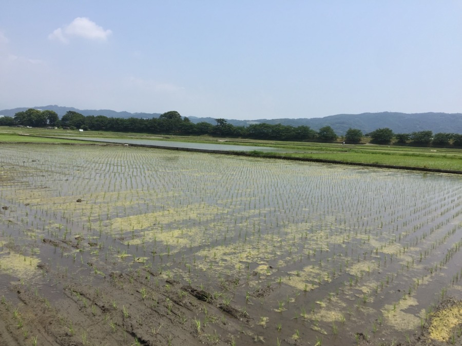 田植えから二日たちました。今日は晴れて暑い。
