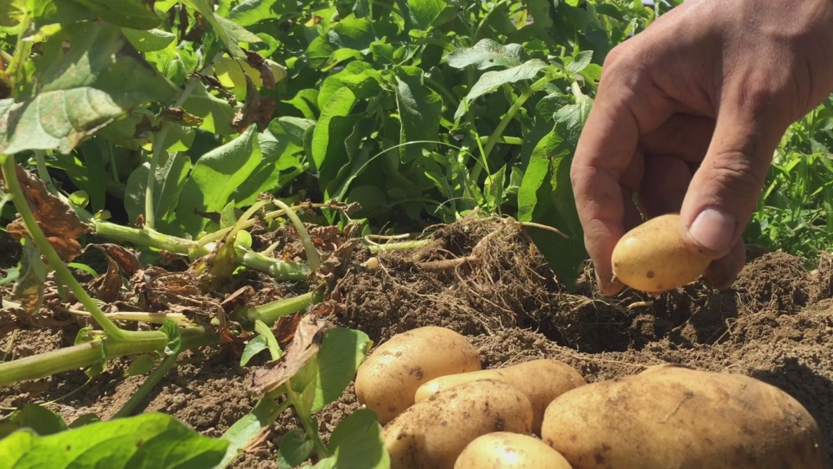 ただじゃがいもを掘り出すだけの動画です。なんじゃが。