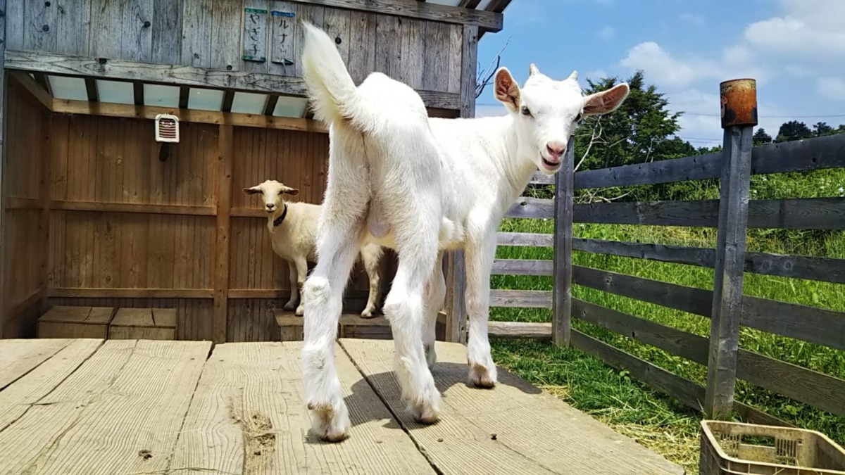 【大募集：アンケート・投票】わたしの赤ん坊の「お名前」何が良い？