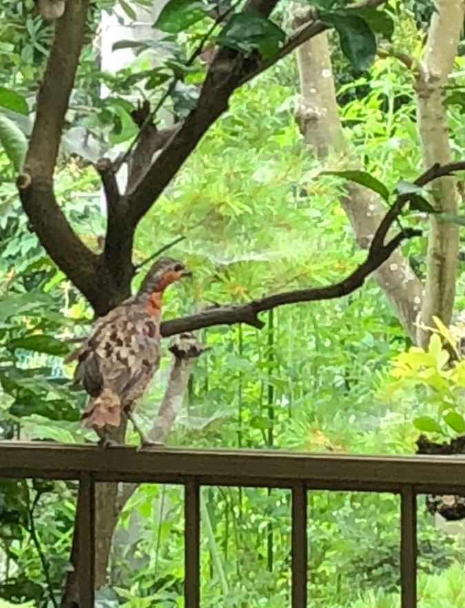 ちょっと来い！　ちょっと濃い？　ちょっと、恋。