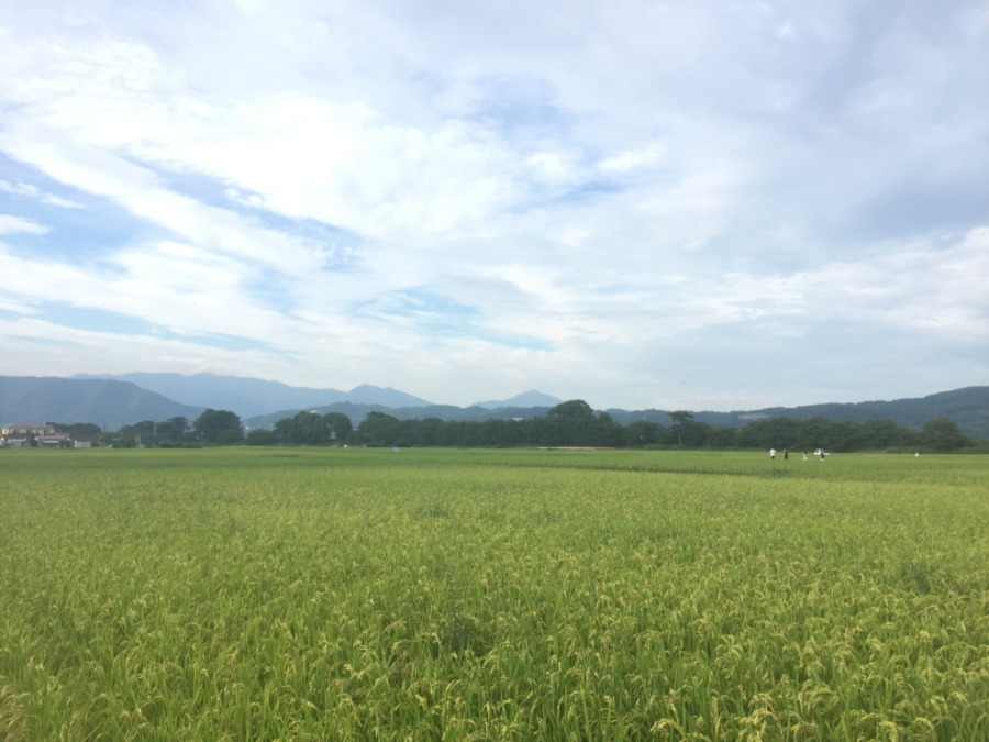 【完売御礼】自信あり!あしがら平野の新米(農薬不使用)