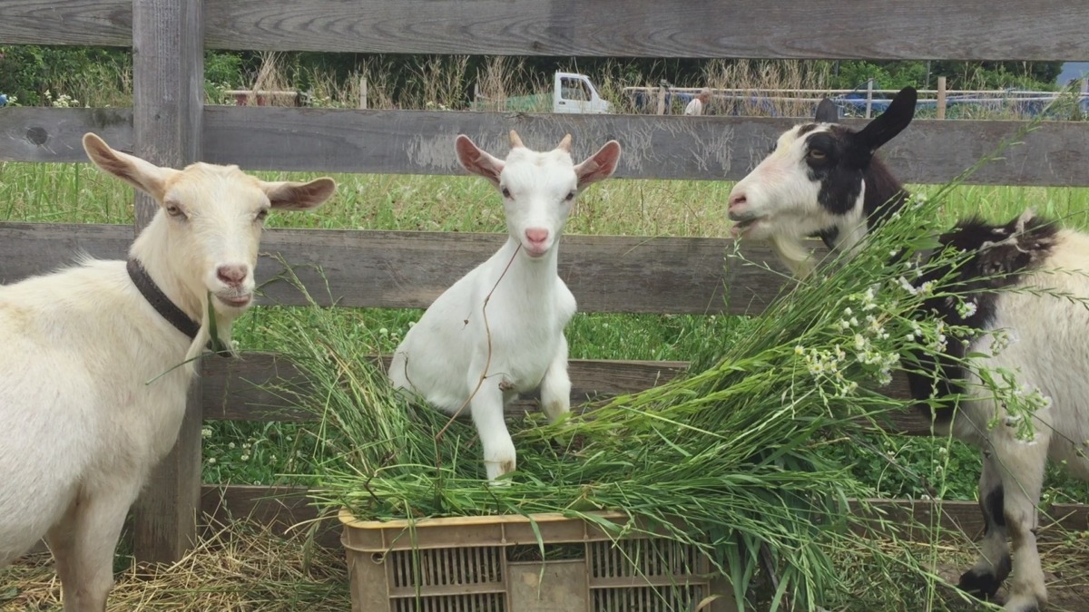 みんなで朝食。ルナ、ベロ、出てます。