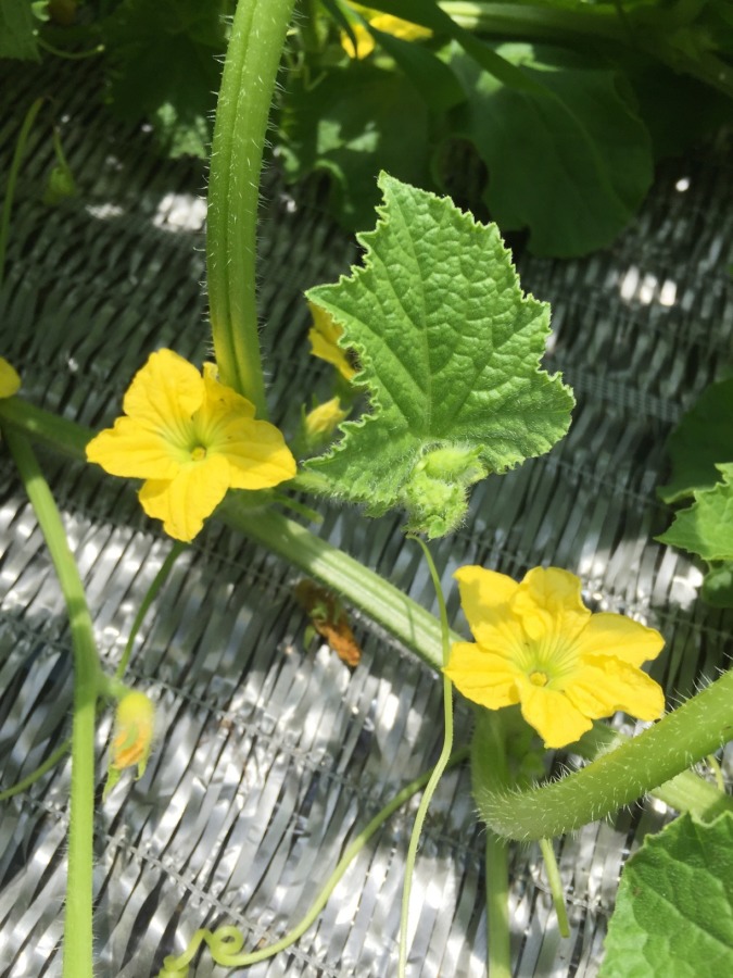 メロンのお花。綺麗な黄色。