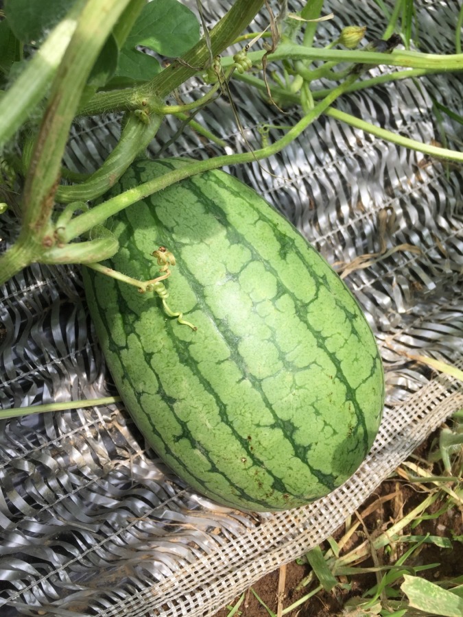 スイカのいま。