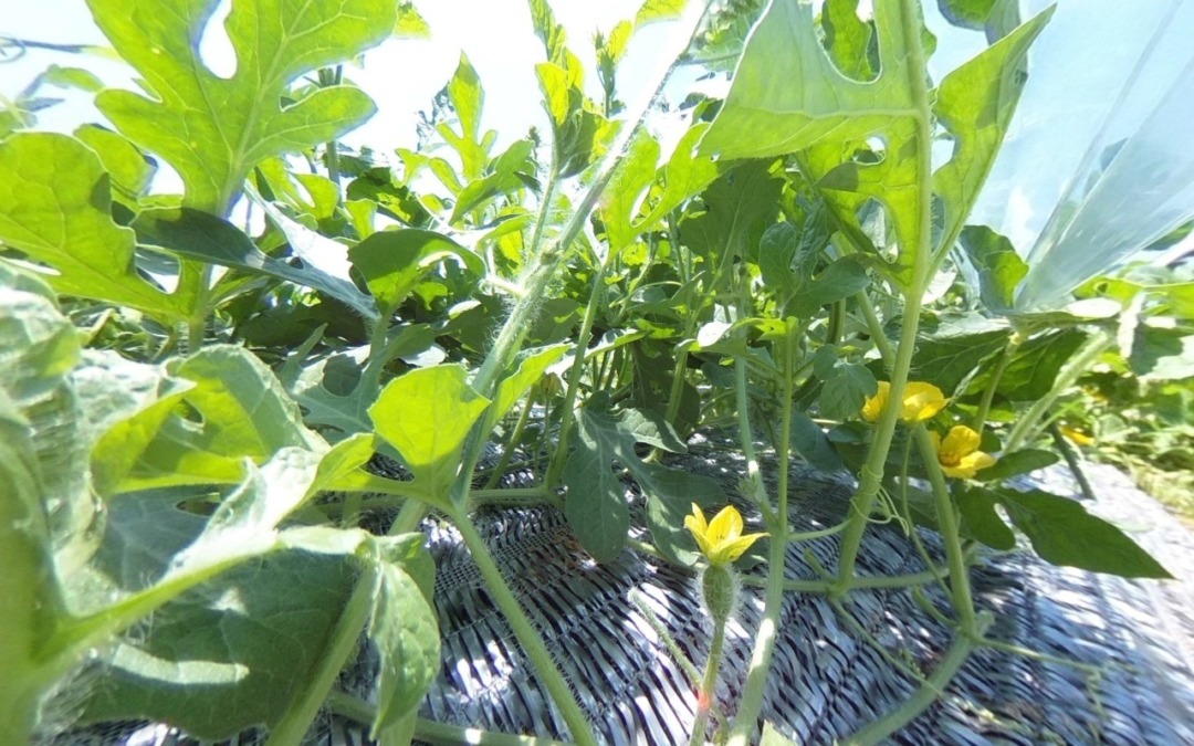 【VRツアー】すいかの葉っぱをぐるり360°ビューでどうぞ！