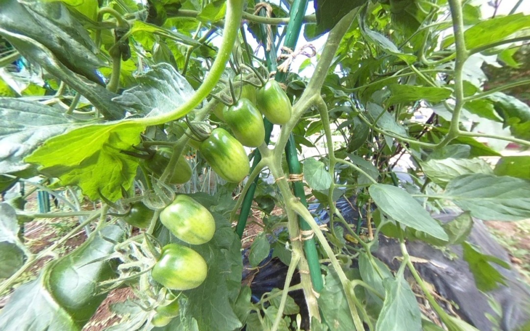 【VR夏野菜ツアー】🍅→🥒→🍆。たくさんなってます♪♬