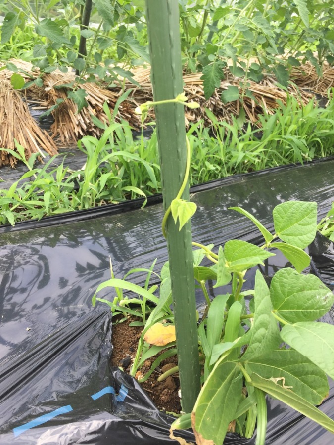 ささげの「つるまきつき」始動。