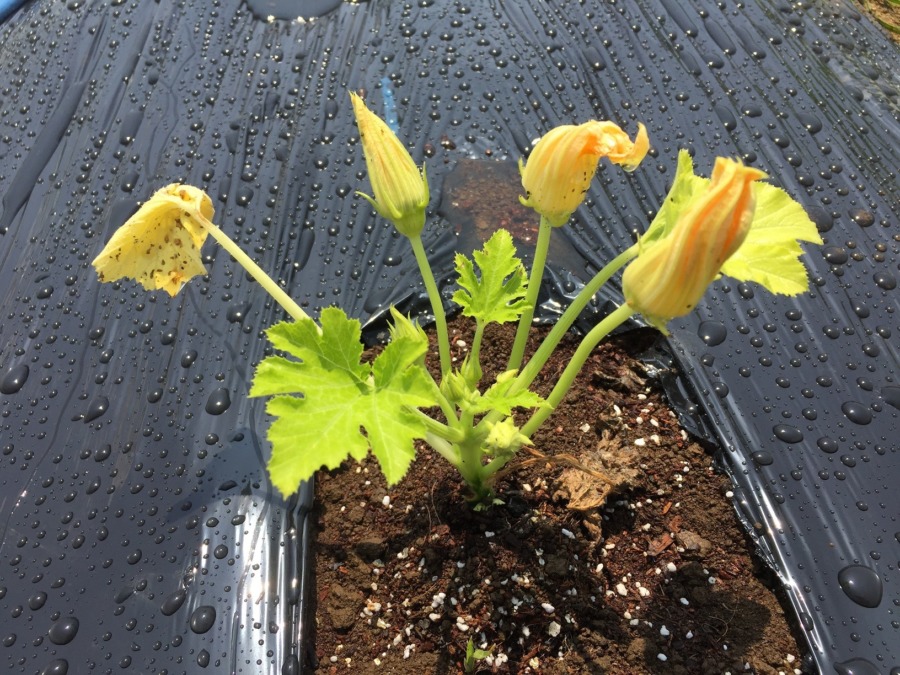 ずっきーにです。なかなか苗植えしてくれなかったので弱っていますが、