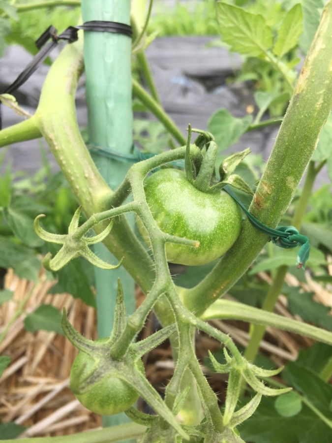とまと🍅。ワクワク。
