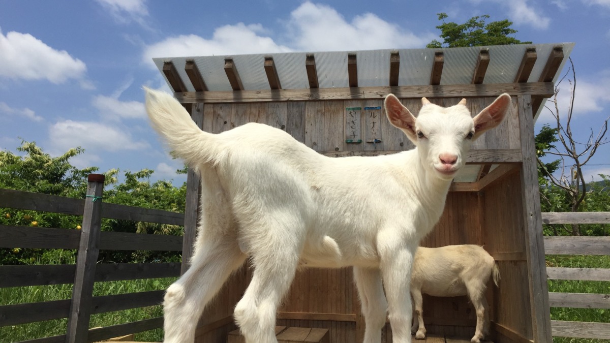 すごいジャンプする我が子💛