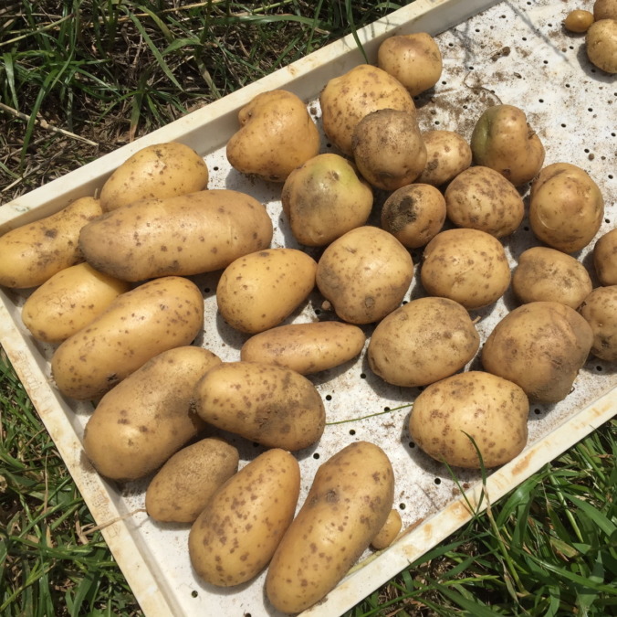 【祝：初収穫】じゃがいもの試し掘り♪♬