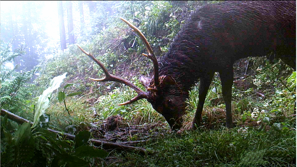 【7月5日（日）開講式】小田原くくり罠塾