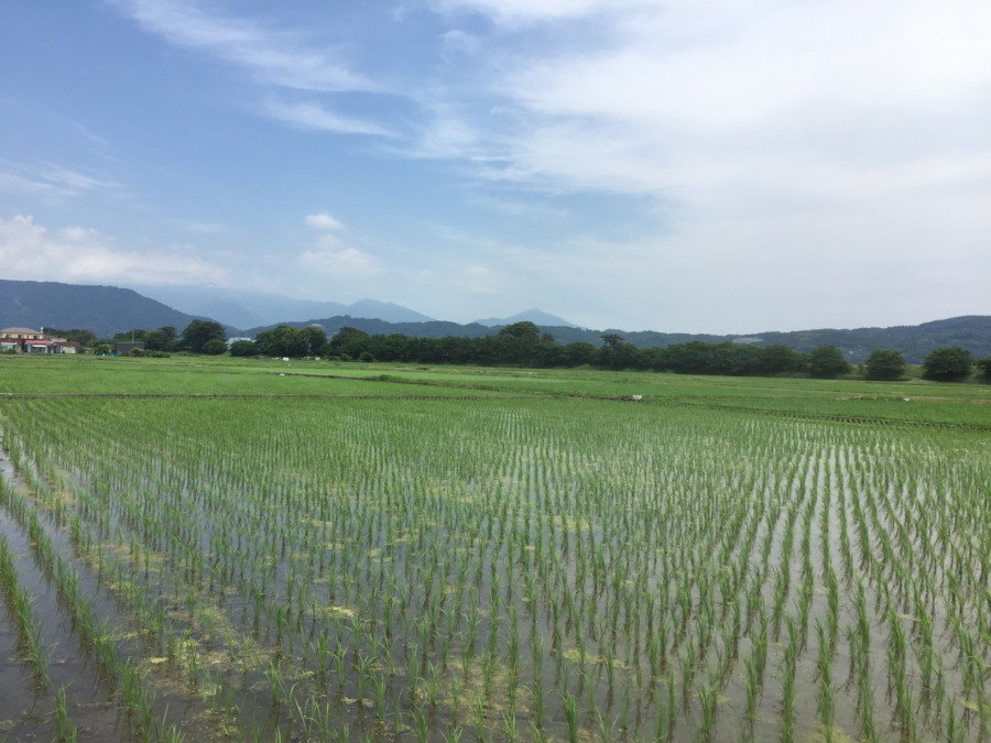 【今日のおこめ】田植えから2週間。良い♪♬