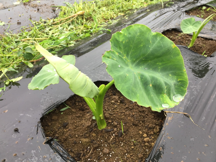 梅雨と言えば私、さといもの季節。