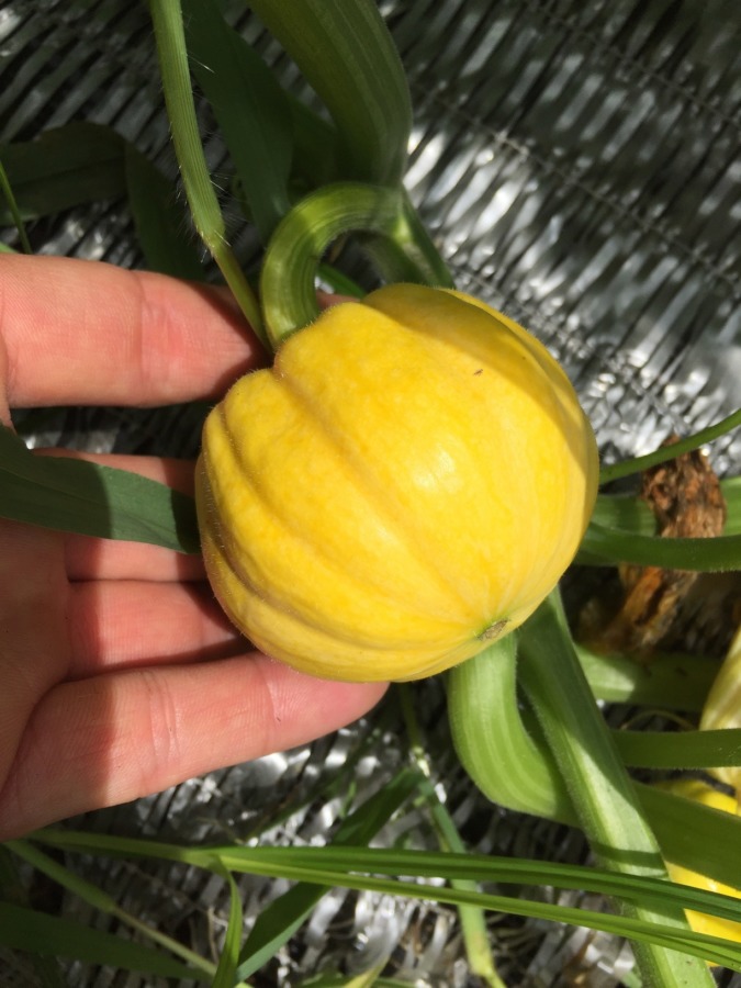 ミニかぼちゃ。良い。