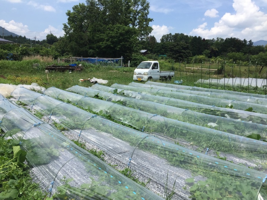ウリ科三種（すいか・めろん・かぼちゃ）のための、はたけしごと。