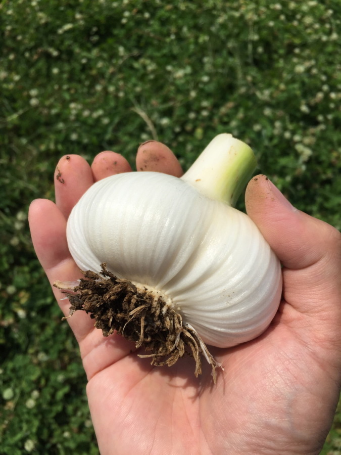 【祝】デカにんにくの収穫。すごいっす。