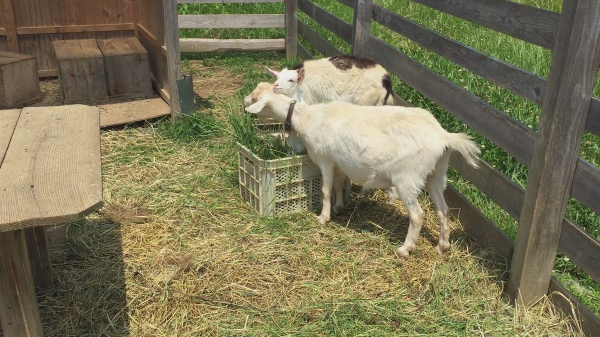 弟がまとまわりつく朝食。