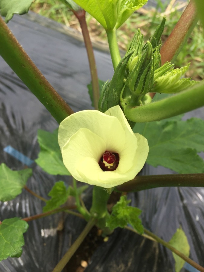 オクラの花の季節♪♬