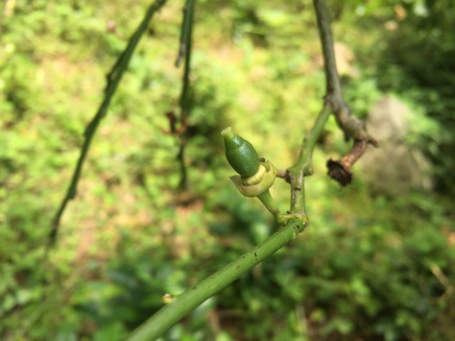 レモンのベイビ。（すごくちっさいです）