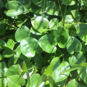 【受付開始】2020年夏|田んぼ草取り大競争!