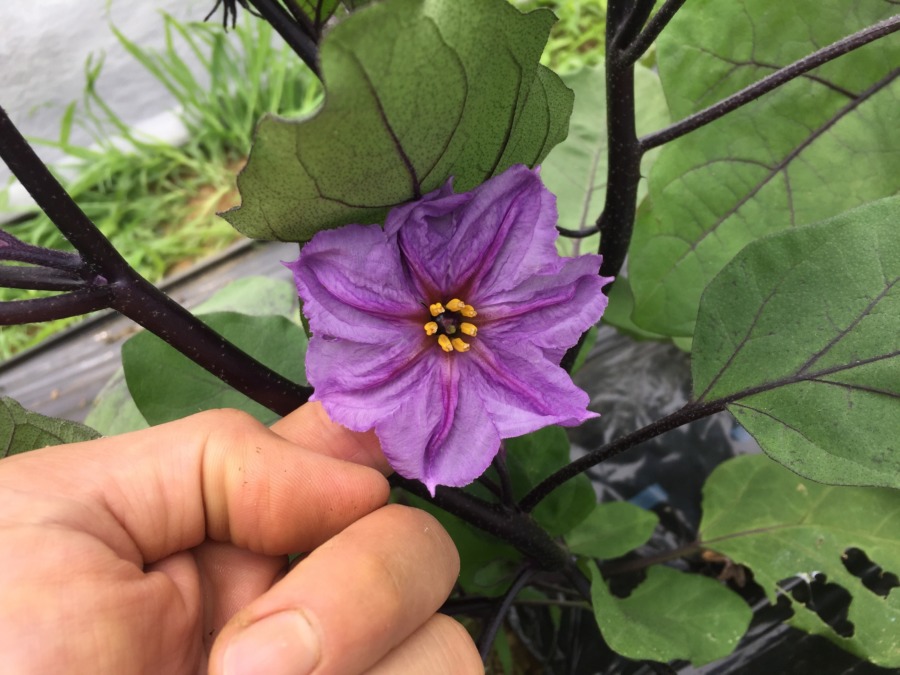 なすのお花🍆🍆🍆