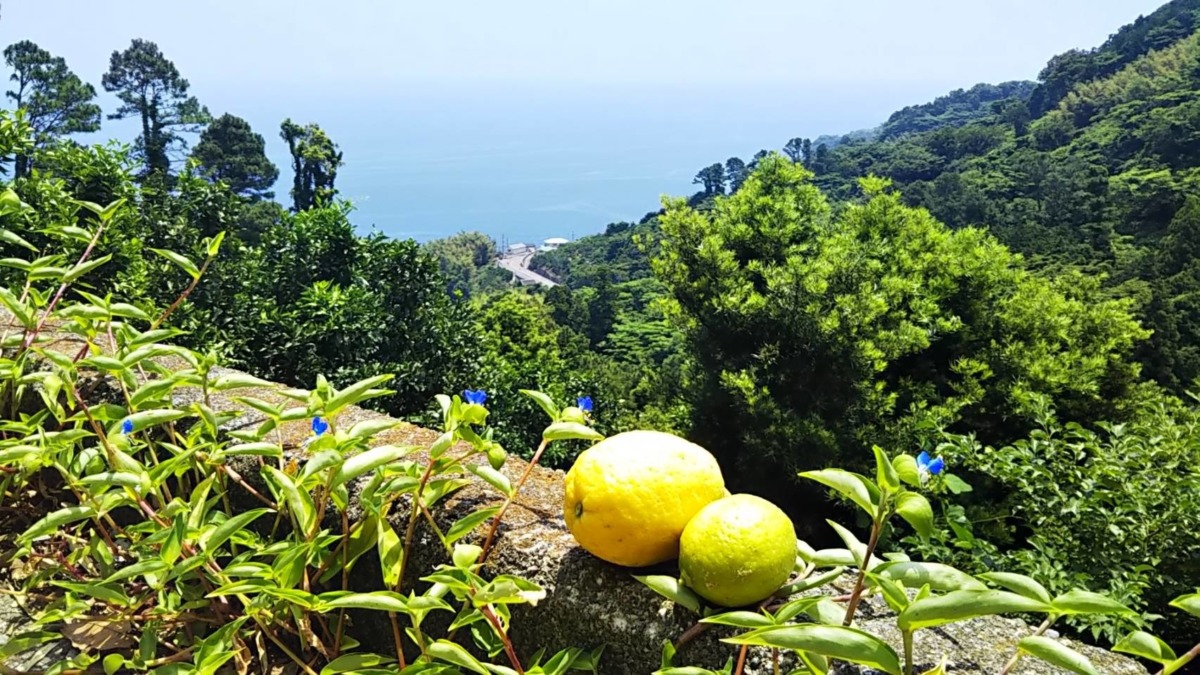 片浦レモン畑。海とレモン🍋🍋
