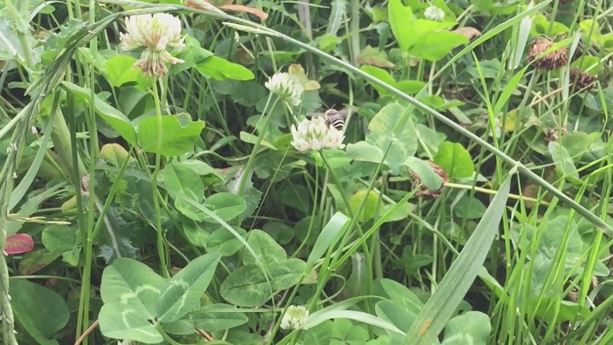 【スロー・貴重】みつばちの受粉🐝かっこいいでしょう？？