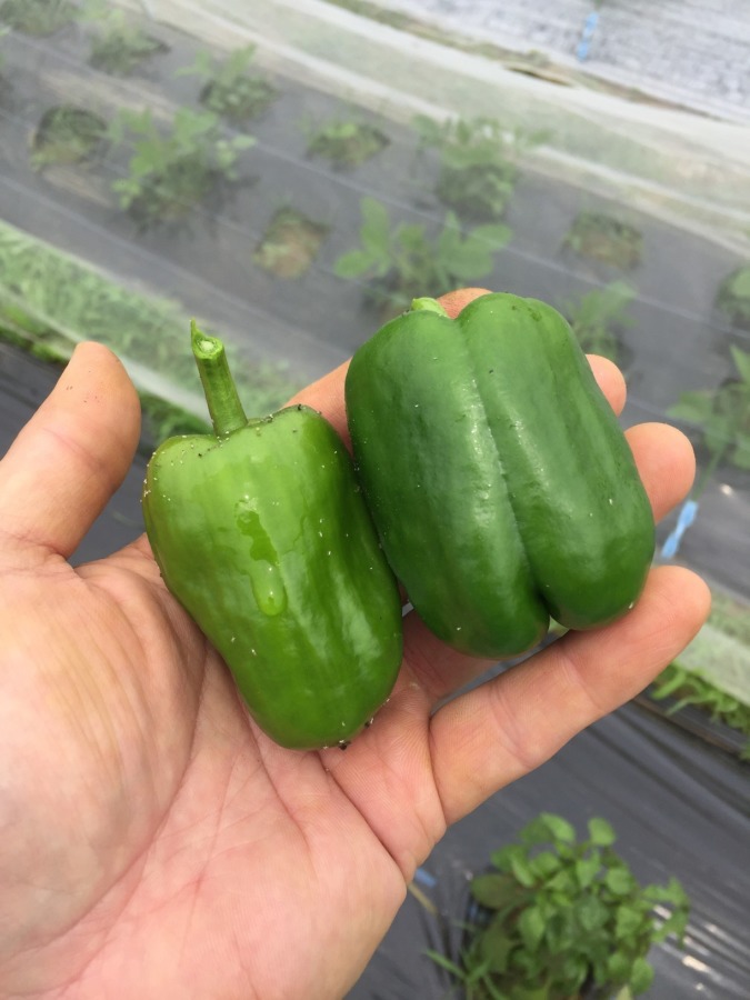 【祝：初収穫】ぴーまんです。しかし、、、