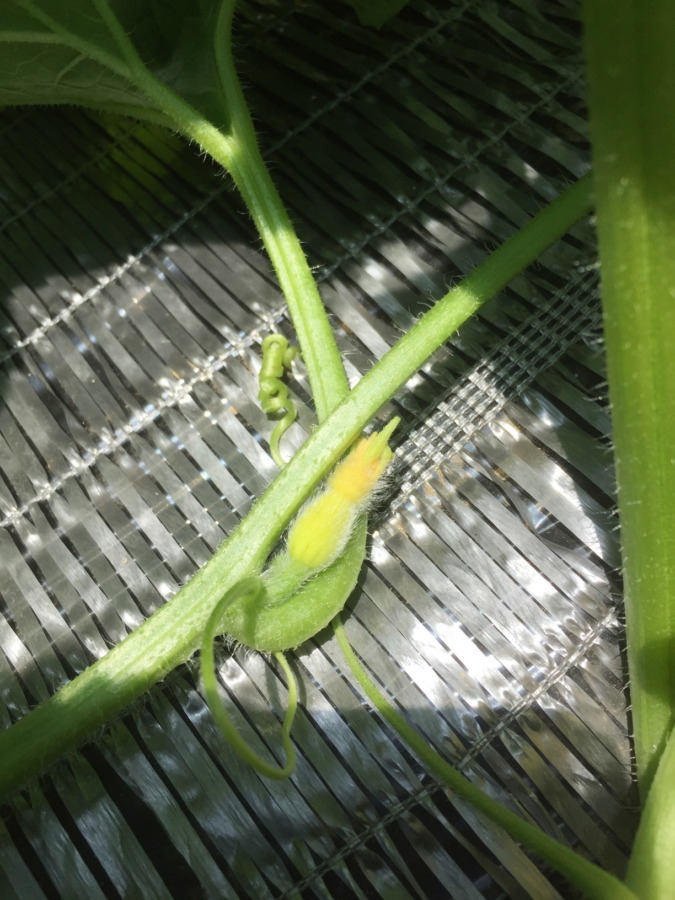 今日のメロンべいび。