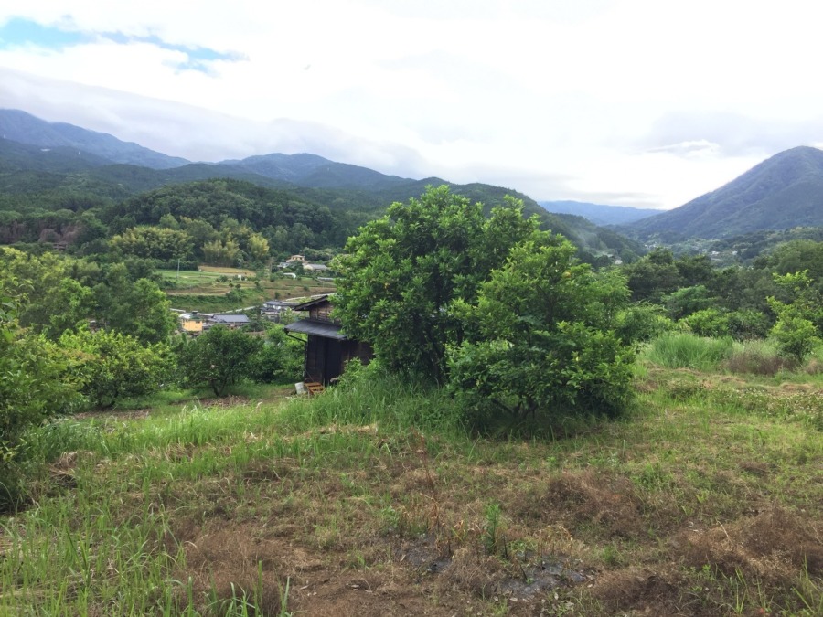雨降る前に全収穫。神社下のは小ぶりでも、姿良し。