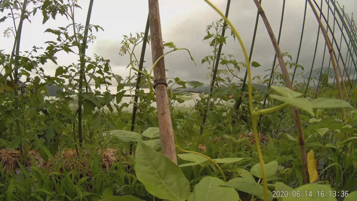 【貴重・激写】ささげのつるが巻き付く瞬間📸